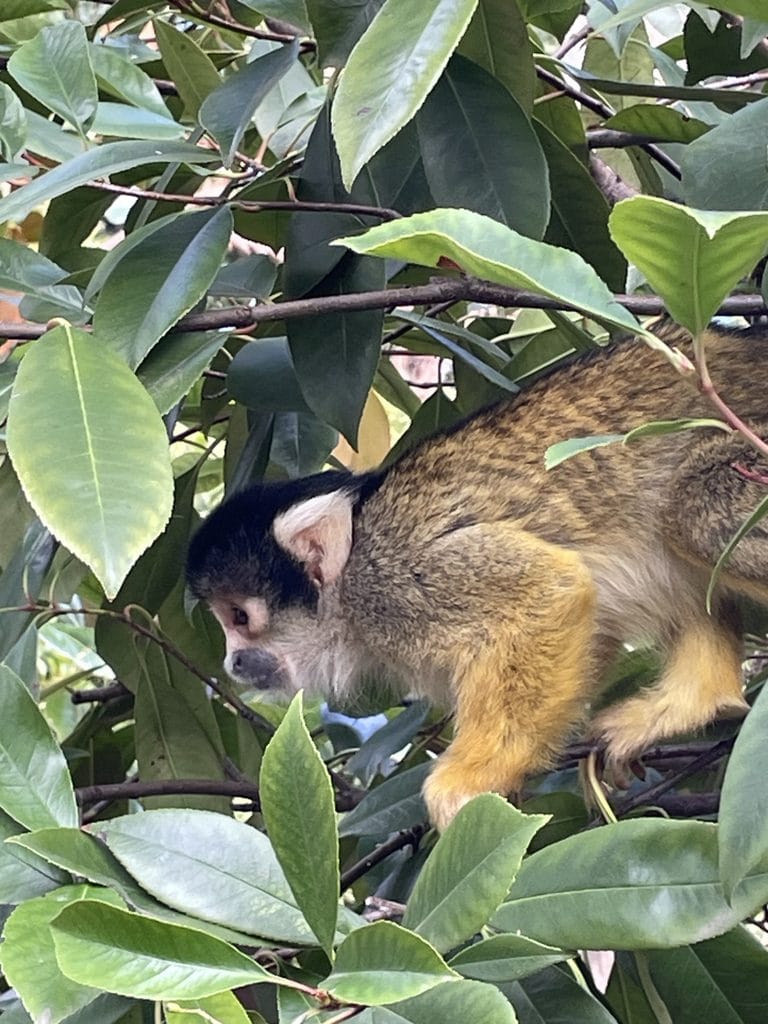 London Zoo Trip