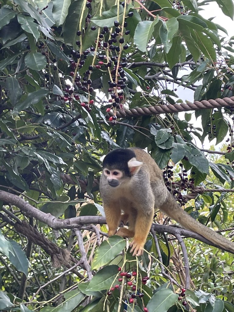 London Zoo Trip